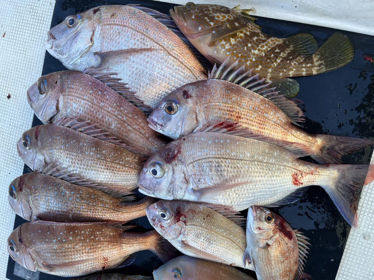 2025年12月に釣れた天草でのタイ。